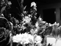 BW Flowers.png